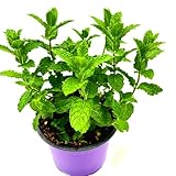 Marokkanische Tee Minze (Mentha-spicata) 1Pflanze