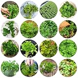 petersilie samen bio mehrjährig seltene pflanzen, bio samen gemüse petersiliensamen heilkräuter samen kräuter saatgut, balkon kräutergarten kräuter, gemüsesamen winterhart 1200pcs