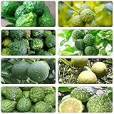 Limettenbaum obstbaum obstpflanzen bohnenkraut säulenobst spalierobst zwergobstbäume deko büro hochbeett obstsamen dachbegrünung zimmerbonsai bonsai säulenobstbäume exotische 10samen