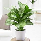 1 x Aglaonema Maria Christina | Chineische immergrüne Pflanze (25-35cm im Topf)