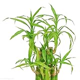 10 pcs Glücksbambus Kaufen Samen, Lucky Bamboo, bonsai baum echt, seed GlüCksbambus Bonsai Samen samen zimmerpflanzen, balkon pflanze winterharte stauden, exotische pflanzen winterhart