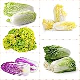 100 Pcs Chinakohl Samen Bio - Chinakohl Saatgut, Hochbeete Für Garten, Wintergemüse Pflanzen Kaufen Pak Choi Chinakohl Pflanzen Kaufen Samen, Gemüsepflanzen, Hochbeet Samen Geschenke