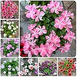 immergrünesamen blumenwiese, wildblumen balkonblumen immergrüne gartendeko für draußen, balkonpflanzen blumenwiese mehrjährig, herbst deko 85pcs