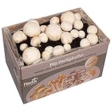 Hawlik Pilzbrut - das Original - weiße Champignon Pilzzuchtset – Pilze selbst züchten - Anzuchtset - frische Champignons ernten aus der Pilzzuchtbox (klein)