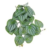 YARNOW Reptilienpflanzendekoration Pflanzenschmuck für Reptilien Dekorationen für Terrarien Dekoration für Reptilienboxen Reptilien Terrarium Landschaft Landschaftspflanzen Pflanzendekore