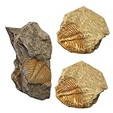 Alipis 3 Stück Teiliges Trilobiten Fossilienkit Echte Trilobiten Skulpturen für Tischdekoration und Bildungszwecke Vielseitige Fossilien Sammelobjekte