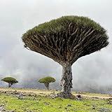 drachenbaum pflanze samen - winterharte pflanzen für garten balkon deko zimmerbonsai bonsai immergrüne pflanzen winterhart bonsaibaum deko büro steingartenpflanzen winterhart bonsai 30pcs