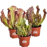 vdvelde.com - Sarracenia fleischfressende Pflanzen - 3er Set - Winterhart - Juthatip, Venosa, Maroon - Topf-Ø 9 cm, Pflanzenhöhe: 10-20 cm - Van der Velde Wasserpflanzen
