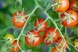 Prademir – 50 x Bonsai-Tomaten Samen “Tiny Tim” – Tomatensaat mit hoher Keimrate für Fensterbank