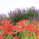 spinnenlilie deko - zwiebeln frühlingsblüher zwiebeln frühblüher zwiebeln - seltene pflanzen - winterharte pflanzen für garten balkonpflanzen winterhart frühlingsblumen zwiebeln 5pcs