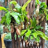 kannenpflanze - samen nepenthes steingartenpflanzen winterhart dachbegrünung geschenke für gartenliebhaber topfpflanzen winterharte pflanzen für garten balkonpflanzen 50pcs
