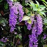 petrea volubilis frühlingsblume, balkon wildblumen balkonblumen, kletterpflanzen winterharte deko balkon 30samen
