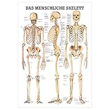 Das menschliche Skelett Lehrtafel Anatomie 100x70 cm medizinische Lehrmittel