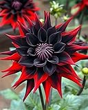 2zwiebeln-Dahlienzwiebeln,Blumenzwiebeln,GroßE Blumen,Dahlien Knollen,Stauden,Winterhart,Blumenzwiebeln,Winterhart MehrjäHrig,Dahlien Knollen Winterhart-A