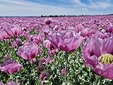 Echter Schlafmohn Samen, 1500 Samen, lila Mohnblumen Saatgut lat. Papaver Somniferum, große lila Blüten mit langer Blühdauer für Insekten (5.000 Samen)