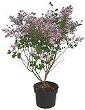 Syringa meyeri Palibin - Zwerg-Flieder Duftflieder - 23 cm Topf Höhe ca. 40 cm Zwergstrauch winterhart für Kübel, Garten