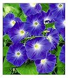 BALDUR Garten Trichterwinde 'Blue Hardy', 1 Pflanze, Ipomoea indica, Kletterpflanze winterhart Prunkwinde, Wasserbedarf gering, blühen den ganzen Sommer