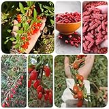 200 pcs Goji Beeren Samen, Gojibeere, bio saatgut, alte sorten saatgut, wildkräuter samen Lycium chinense, Gojibeere, baumsamen dachbegrünung pflanze obstbäume bonsai topf exotische