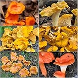 pfifferlinge - Seltene serie - balkonpflanzen winterhart pflanzensamen garten winterharte für balkon gemüsesaat pilze kräutersamen gartenpflanzen 150samen