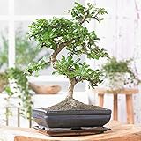Gardeners Dream Bonsai Chinesische Ulme - Japanische 'S-Form' Bonsai Baum Echt Zimmerpflanzen - Indoor Baum Pflanzen Deko - Topf Pflanze Höhe (inkl. Topf): 20-30 cm - Mini Bonsai Topf Größe: 15 cm