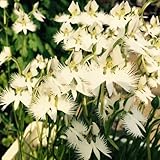 Habenaria radiata orchideen, balkon mehrjährig winterhart garten 50samen