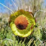 königsprotea blumendeko für sonnige plätze bodendecker winterhart mehrjährig deko 300samen