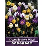 Blumenzwiebeln in Geschenkverpackung - Zwiebeln, Knollen verschiedener winterharter Pflanzen für Garten und Balkon - bunt, mehrjährig, für Topf und Beet (100 Botanische Krokusse Mix)