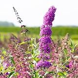 Schmetterlingsflieder Royal Red - Sommerflieder (Buddleja) Pflanze in dunkelrot bis fliederfarben, halbschattig und winterhart - Flieder-Strauch von Garten Schlüter