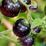 Tomato Schwarze ''Black Pirat'' 25 x Samen aus Portugal 100% Natursamen ohne chemische Anzuchthilfen oder Gentechnik