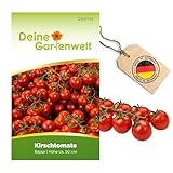 Kirschtomate Bajaja Samen - Solanum lycopersicum - Tomatensamen Cherrytomaten Balkontomaten - Blumensamen - Saatgut für 15 Pflanzen