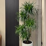 drachenbaum pflanze samen - robuste balkonpflanzen winterhart pflanzenkübel saatgut alte sorten winterharte pflanzen für garten bäume garten winterhart dekopflanzen extrem winterharte 40pcs