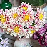 dahlien zwiebeln - frühlingsblüher zwiebeln blumen garten dahlien zwiebeln - seltene pflanzen serie - blumenzwiebeln frühblüher exotische pflanzen winterhart blumenzwiebeln mehrjährig 3pcs