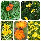 habichtskraut, hieracium umbellatum, küchenkräuter balkonpflanzen blumenwiese, gartendeko für draußen bodendecker gartenkräuter herbstblumen 125samen