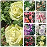 rosensamen kletterpflanze kräuterpflanzen wohnzimmer deko pflanzendeko wildblumensamen herbstaussaat rankpflanze kletterrosen winterhart extrem winterharte kübelpflanzen mehrjährige 300samen