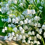 maiglöckchen pflanze - zwiebeln - Seltene Pflanzen - bonsai topf zimmerpflanzen pflanztopf zimmerbonsai bonsai blumenzwiebel winterharte balkonpflanzen frühblüher zwiebeln winterharte 8pcs