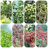 szechuanpfeffer bio samen kräuter pflanzen samen szechuan pfeffer- sommerblumen Seltene Pflanzen Serie heilpflanzen gemüsepflanzen jungpflanzen - Zanthoxylum bungeanum - kräutersamen 150pcs