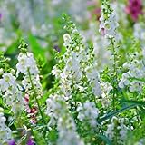 60 Pcs Angelonia Kaufen Samen - Blumensamen Mehrjährig Winterhart, Balkonpflanzen Winterhart Angelonia Angustifolia Samen, Blumensamen Balkon, Winterharte Kübelpflanzen Saatgut Blumenbeet,