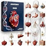 Anatomischer Adventskalender, 2D-Acryl-Anhänger, 24 Tage, Minifiguren der menschlichen Anatomie, lustige Weihnachtsdekoration, Weihnachtskalender für Ärzte, Krankenschwestern, Lehrer, Schüler