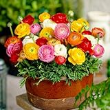 Ranunkeln Blumenzwiebel Winterhart (50 Knollen) - Mischung in 5 Farben - Ranunkeln Zwiebeln aus Holland - echte Knollen/Pflanzen (kein Samen und nicht künstlich)