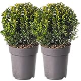 Buxus Ball Pack aus 2 echten Buchsbaum-Immergrün-Topiary-Gartensträuchern mit 20 cm Durchmesser.