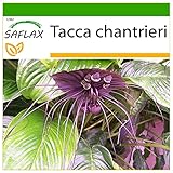 SAFLAX - Fledermausblume - 10 Samen - Mit keimfreiem Anzuchtsubstrat - Tacca chantrieri