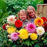 DinnerPlate Riesen Dahlien Knollen Kollektion, 5 Dahlien Blumenzwiebeln Sorten Mischung aus Holland, echte große Dahlien Pflanzen für Garten und Töpfe (kein Samen, nicht künstlich und winterhart)