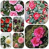 kamelie winterhart - samen kamelie winterharte kübelpflanzen blumensaat - Seltene Pflanzen serie - blumensamen wiesenblumen samen stauden winterhart mehrjährig gartenpflanzen exotische 16pcs