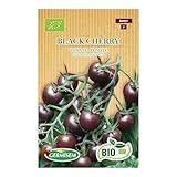 Tomate Black Cherry