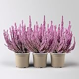 Besenheide SKYLINE®, rosa gefärbt, Topf-Ø 11 cm, 3 Pflanzen