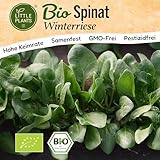 Little Plants BIO Spinat Samen 150 Spinatsamen Winterriese Gemüsesamen Samenfest für Gemüsegarten Gemüse Samen Hochbeet Samen für Küche, Balkon und Garten