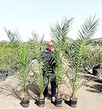 2 Stück 190-210 cm Phoenix canariensis kanarische Dattelpalme kräftige Palmen keine Jungpflanzen