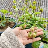 300 pcs erdbeeren samen pflanzen samen erdbeersamen balkonpflanzen winterhart garten samen erdbeeren pflanzen stauden winterhart mehrjährig geschenk kletterpflanzen winterhart bio