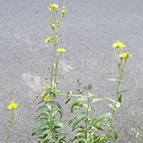 habichtskraut, hieracium umbellatum, bodendecker gartenkräuter hochbeet kräuterpflanzen, indoor kräutergarten gartendeko 100samen