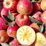 Apfelbaum, bio Apfel alte sorten pflanzensamen garten geschenk gartendeko für draußen exotische obstbäume kaufen 200Samen